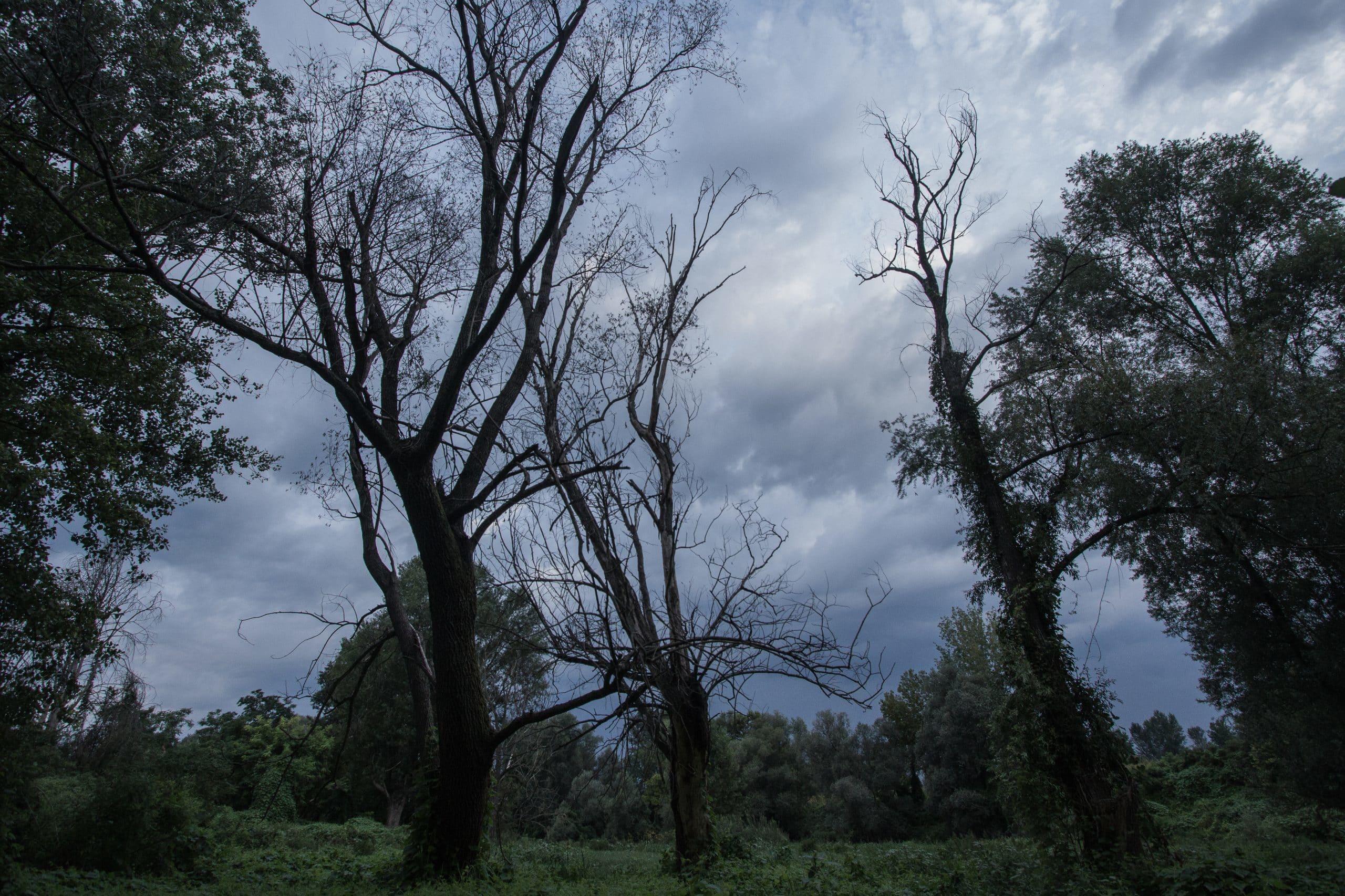 Tre salici secchi. La moria delle piante sulle sponde dei fiumi è molto elevata, colpa in particolare dell’invasione di rampicanti infestanti che soffocano gli alberi. Questo è dovuto alla poca manutenzione delle rive.
