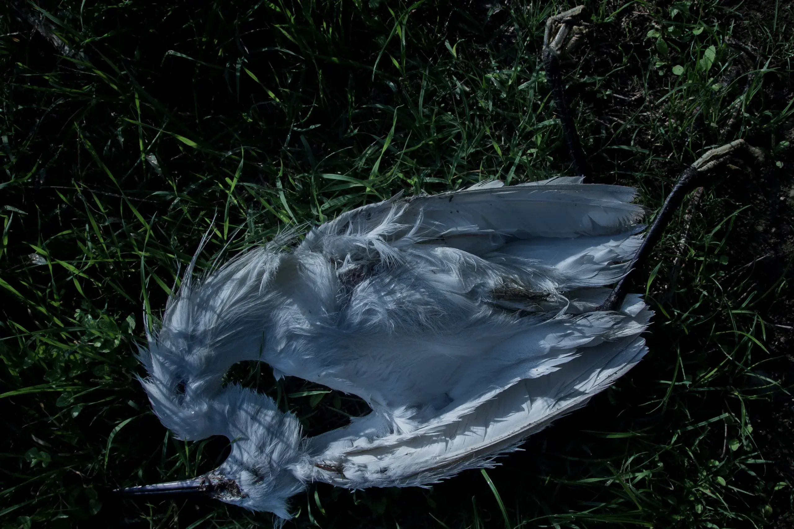 Garzetta (Egretta Garzetta), uccello tipico dei fiumi, spesso popola le rive del Chiese. Questo esemplare è morto da poco, sul corpo si possono notare due fori di dubbia origine.