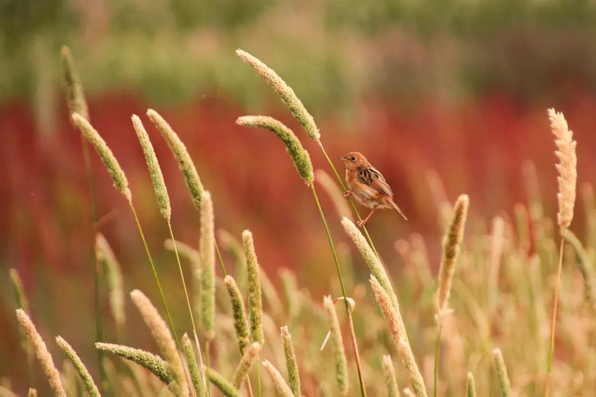 Animali — immagine portfolio 7